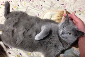 ひっくり返って撫でられるトン十郎の猫、クロエの写真
