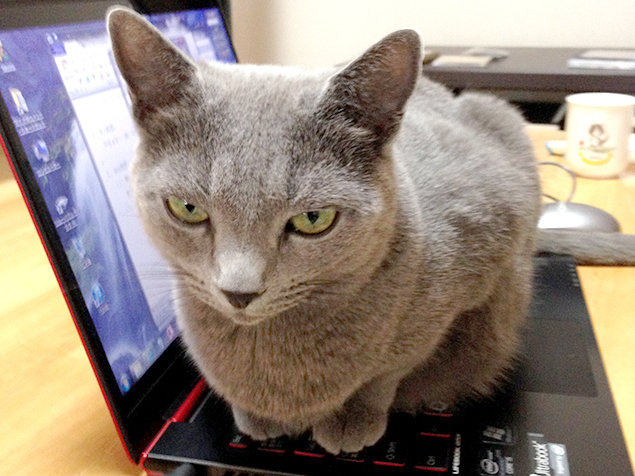 ノートパソコンのキーボードの上で、こちらを監視する猫さま(ロシアンブルー)の写真