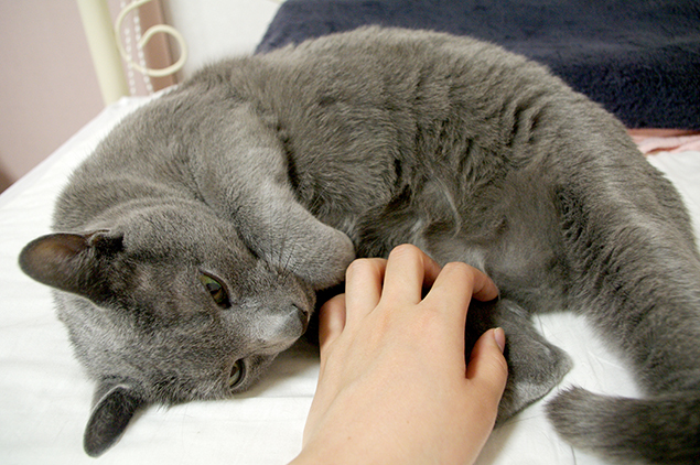 彼(猫)のお腹を、撫でさせてもらっている写真