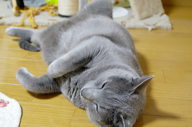 猫タワーや猫じゃらしをバックに、ゴロンと横たわる彼(猫)の写真