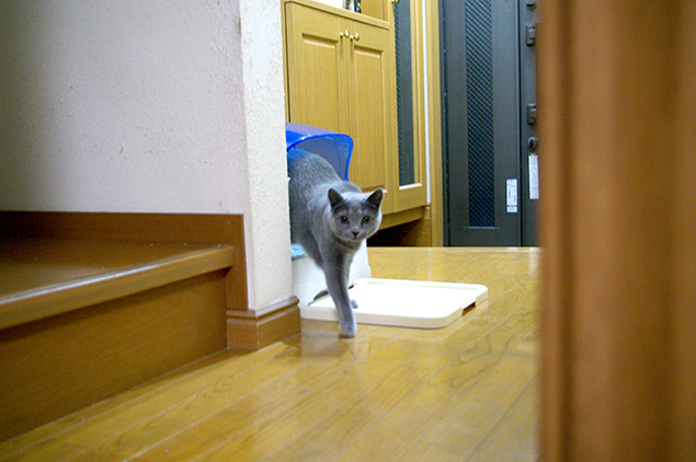 トイレから出てくる、彼の妹さん(猫)の写真