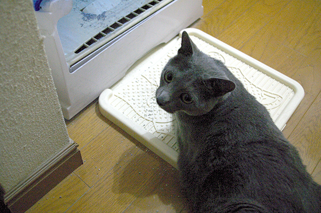 人が見ているとトイレに入れない、シャイな彼(猫)の写真