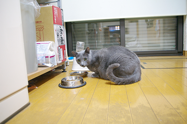 カリカリを召し上がっているお客さま(ロシアンブルー)の写真