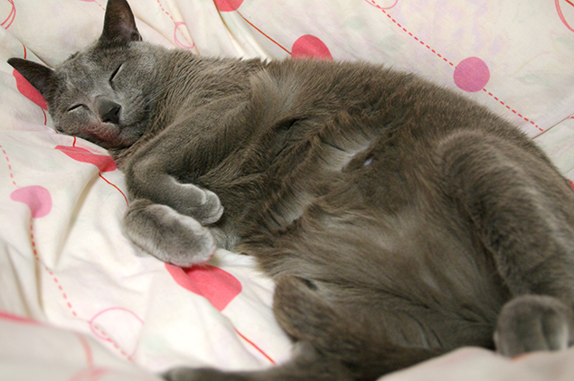 お客さま(ロシアンブルー)が、ぐっすり眠っている写真