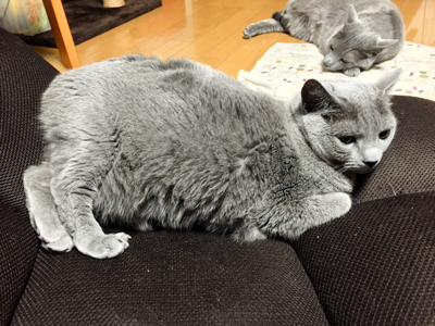 猫の写真
