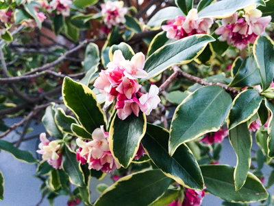 咲き始めた沈丁花の写真
