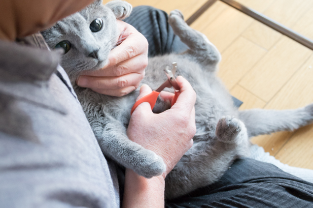 猫さまの爪切り中の写真