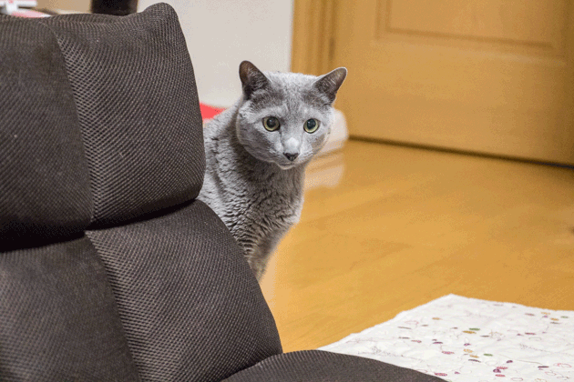 口周りをぺろぺろしている猫のgif