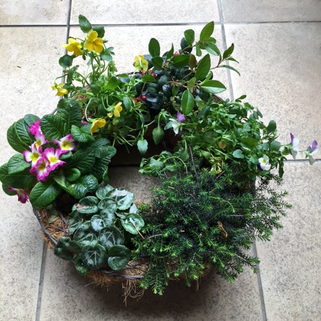 綺麗になった寄せ植えの写真