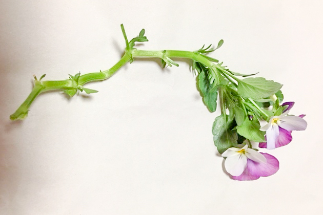茎の下の方の葉を取り除いた写真(アップ)